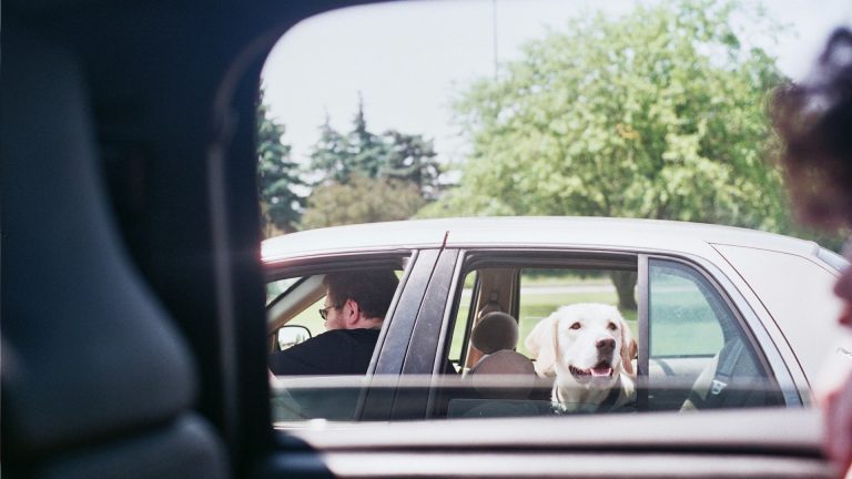 Transporter en voiture un gros chien en toute sécurité
